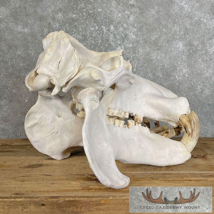 African Hippopotamus Full Skull Mount For Sale - Image 10