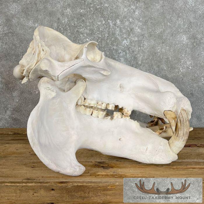 African Hippopotamus Full Skull Mount For Sale - Image 11