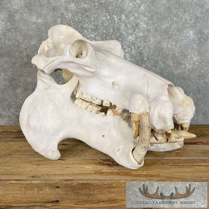 African Hippopotamus Full Skull Mount For Sale - Image 3