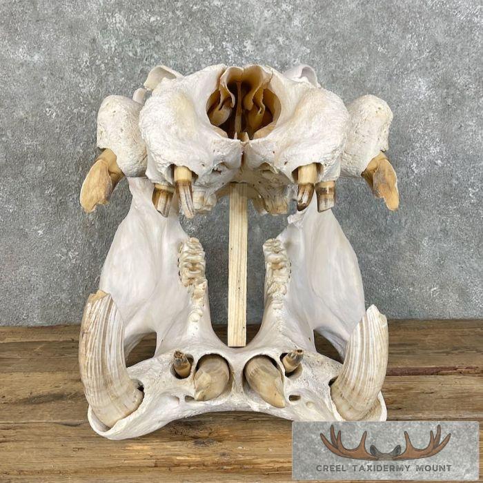 African Hippopotamus Full Skull Mount For Sale - Image 4