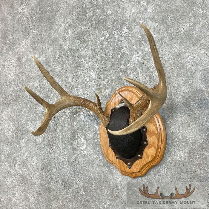 Whitetail Deer Antler Plaque Taxidermy Mount For Sale - Image 2
