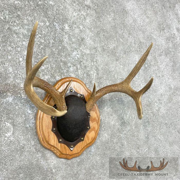 Whitetail Deer Antler Plaque Taxidermy Mount For Sale - Image 4