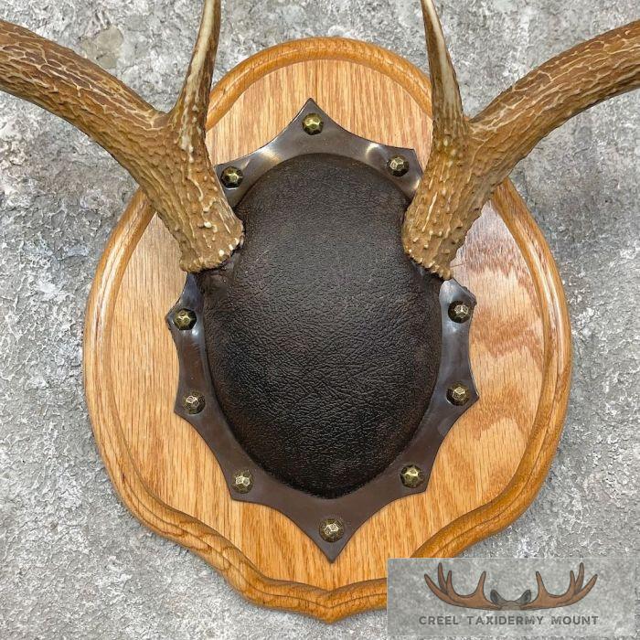 Whitetail Deer Antler Plaque Taxidermy Mount For Sale - Image 3