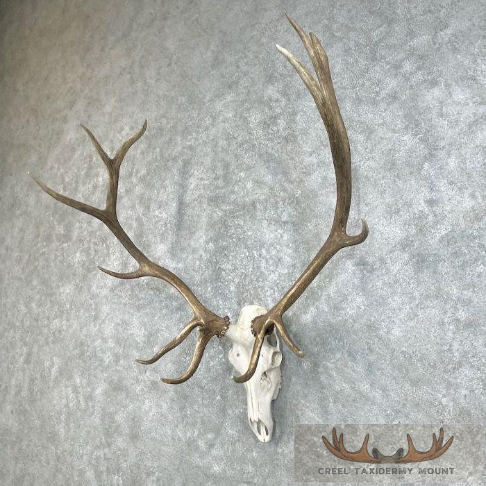 Rocky Mountain Elk Skull European Taxidermy Mount For Sale - Image 2