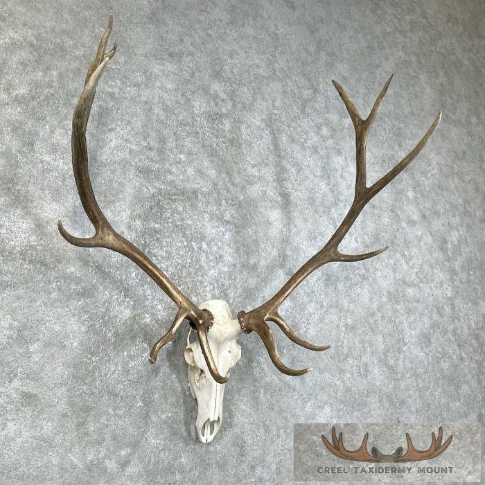 Rocky Mountain Elk Skull European Taxidermy Mount For Sale - Image 3