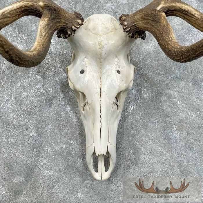 Rocky Mountain Elk Skull European Taxidermy Mount For Sale - Image 4