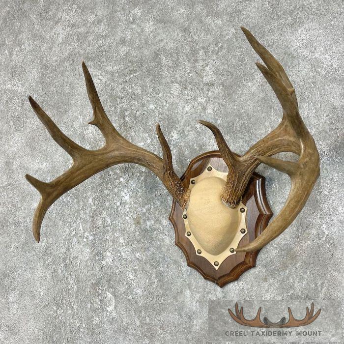 Whitetail Deer Antler Plaque Taxidermy Mount For Sale - Image 2
