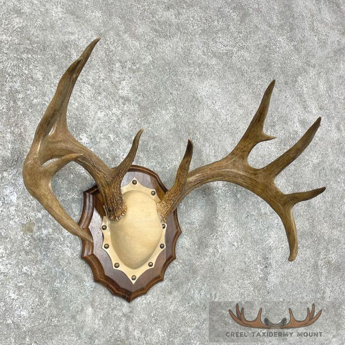 Whitetail Deer Antler Plaque Taxidermy Mount For Sale - Image 3