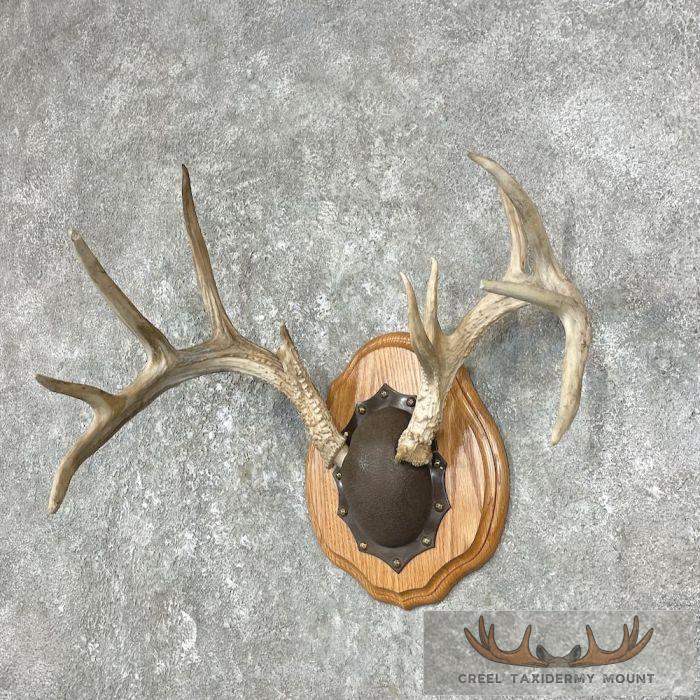 Whitetail Deer Antler Plaque Taxidermy Mount For Sale - Image 4