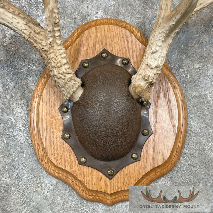 Whitetail Deer Antler Plaque Taxidermy Mount For Sale - Image 3