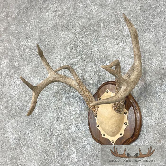 Whitetail Deer Antler Plaque Taxidermy Mount For Sale - Image 2