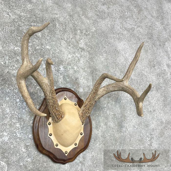 Whitetail Deer Antler Plaque Taxidermy Mount For Sale - Image 3