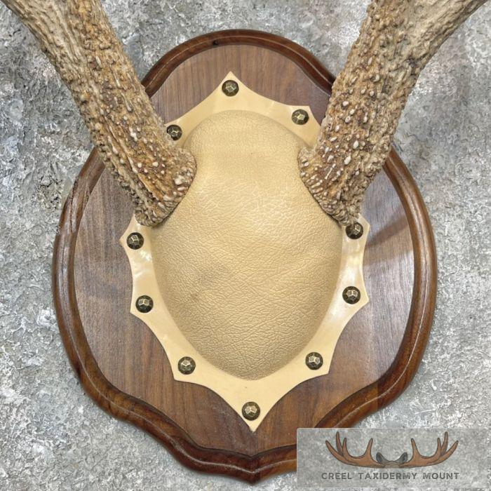 Whitetail Deer Antler Plaque Taxidermy Mount For Sale - Image 4