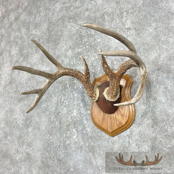 Whitetail Deer Antler Plaque Taxidermy Mount For Sale - Image 4