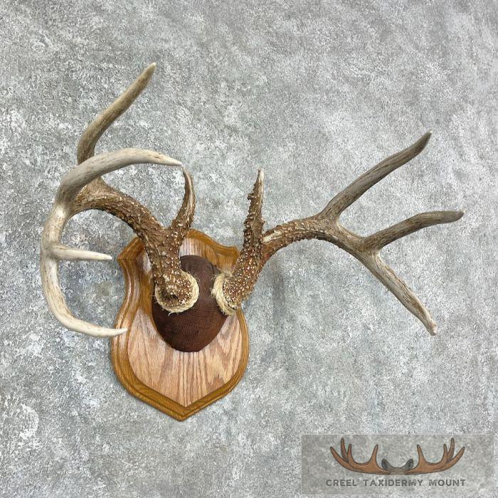 Whitetail Deer Antler Plaque Taxidermy Mount For Sale - Image 3
