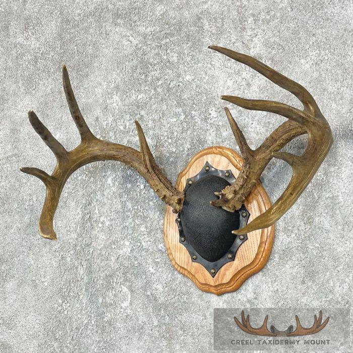 Whitetail Deer Antler Plaque Taxidermy Mount For Sale - Image 2