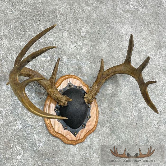 Whitetail Deer Antler Plaque Taxidermy Mount For Sale - Image 3