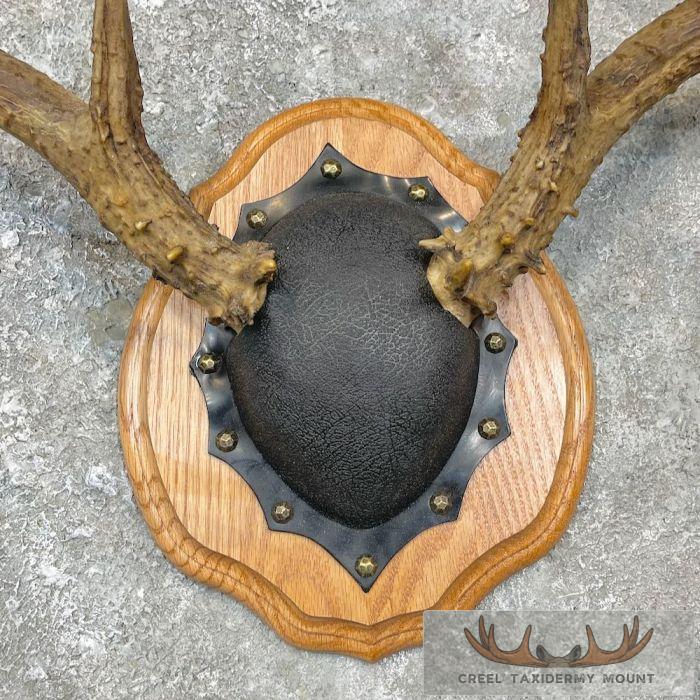 Whitetail Deer Antler Plaque Taxidermy Mount For Sale - Image 4