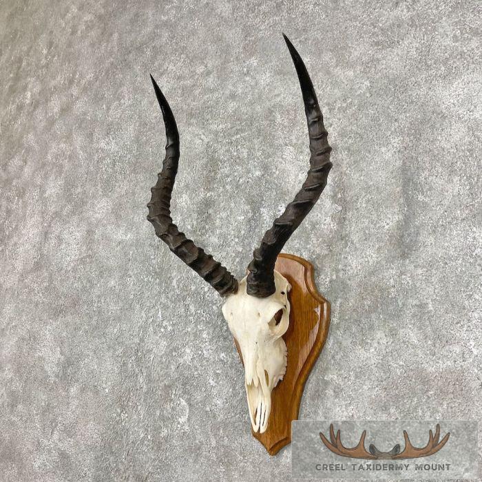 Impala Skull & Horns European Taxidermy Mount For Sale - Image 2