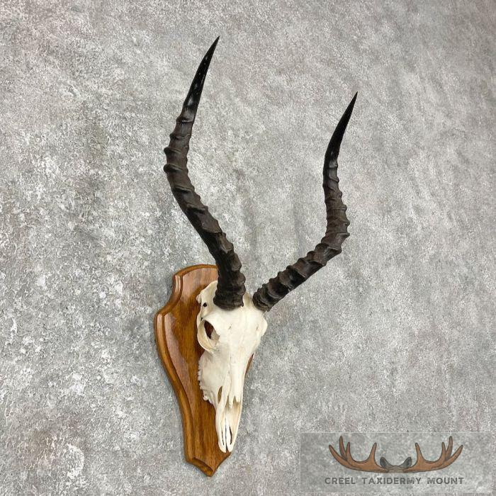 Impala Skull & Horns European Taxidermy Mount For Sale - Image 3