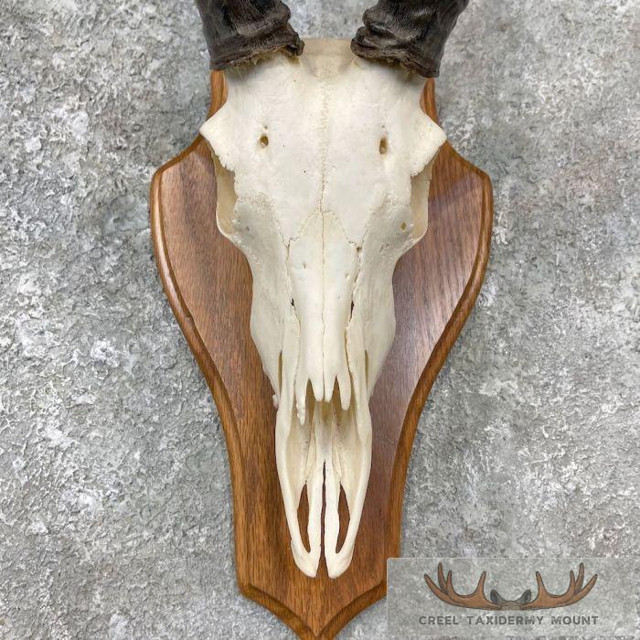 Impala Skull & Horns European Taxidermy Mount For Sale - Image 4