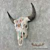American Buffalo/Bison Skull Taxidermy Mount For Sale - Image 4