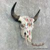 American Buffalo/Bison Skull Taxidermy Mount For Sale - Image 3