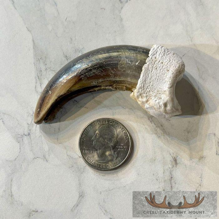 Grizzly Bear Claw Taxidermy For Sale - Image 2