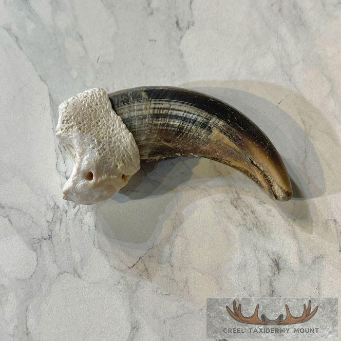 Grizzly Bear Claw Taxidermy For Sale - Image 3
