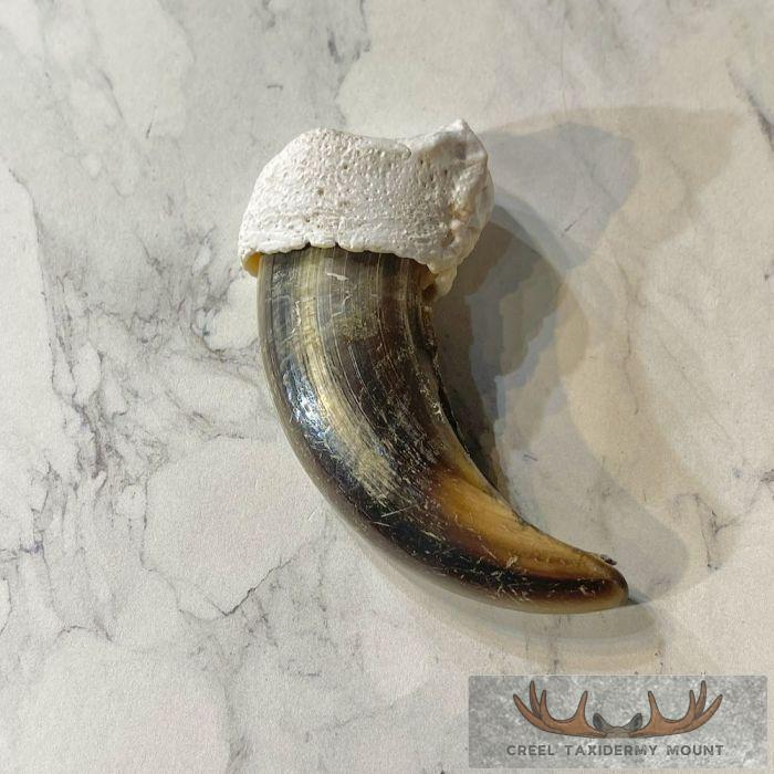 Grizzly Bear Claw Taxidermy For Sale - Image 5