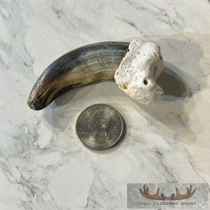Grizzly Bear Claw Taxidermy For Sale - Image 2