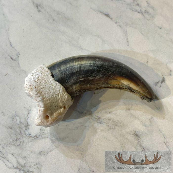 Grizzly Bear Claw Taxidermy For Sale - Image 4