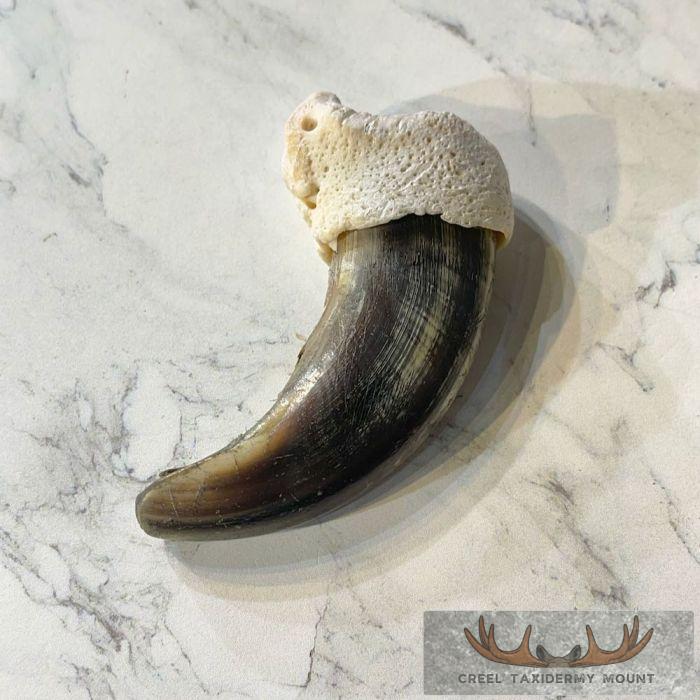 Grizzly Bear Claw Taxidermy For Sale - Image 3
