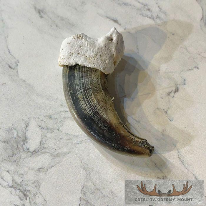 Grizzly Bear Claw Taxidermy For Sale - Image 5