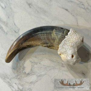 Grizzly Bear Claw Taxidermy