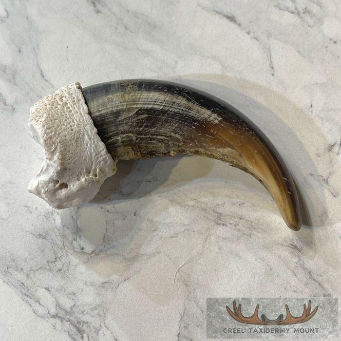 Grizzly Bear Claw Taxidermy For Sale - Image 6