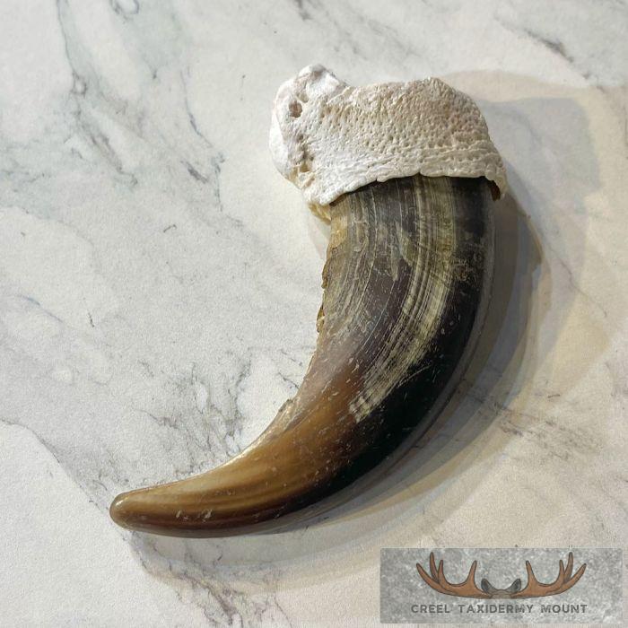 Grizzly Bear Claw Taxidermy For Sale - Image 3