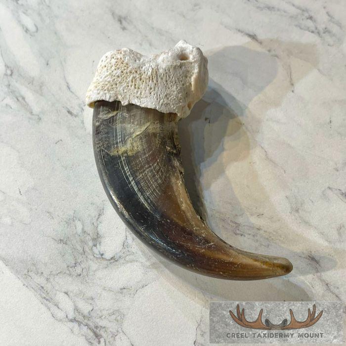 Grizzly Bear Claw Taxidermy For Sale - Image 4