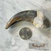 Grizzly Bear Claw Taxidermy For Sale - Image 2