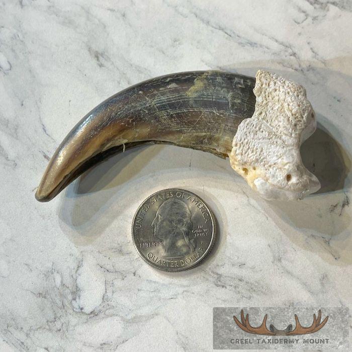 Grizzly Bear Claw Taxidermy For Sale - Image 2