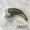 Grizzly Bear Claw Taxidermy For Sale - Image 3