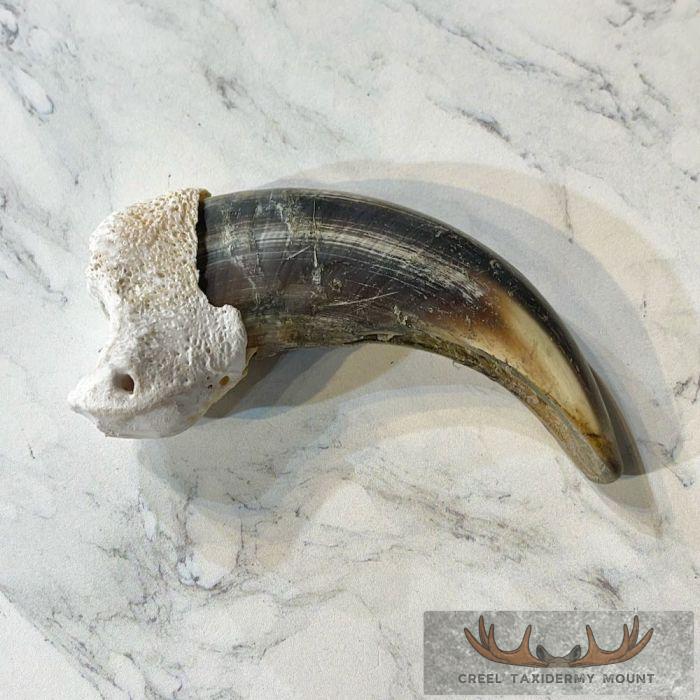 Grizzly Bear Claw Taxidermy For Sale - Image 3