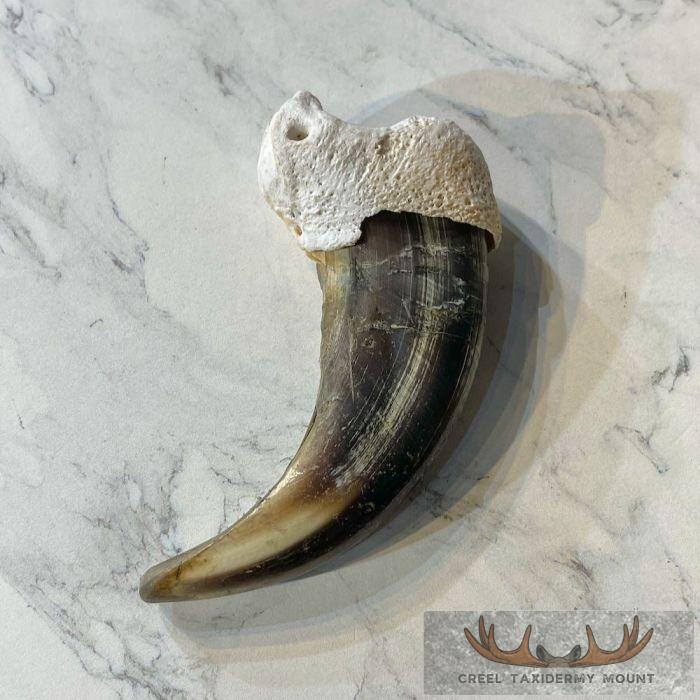 Grizzly Bear Claw Taxidermy For Sale - Image 4
