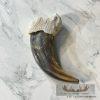 Grizzly Bear Claw Taxidermy For Sale - Image 5