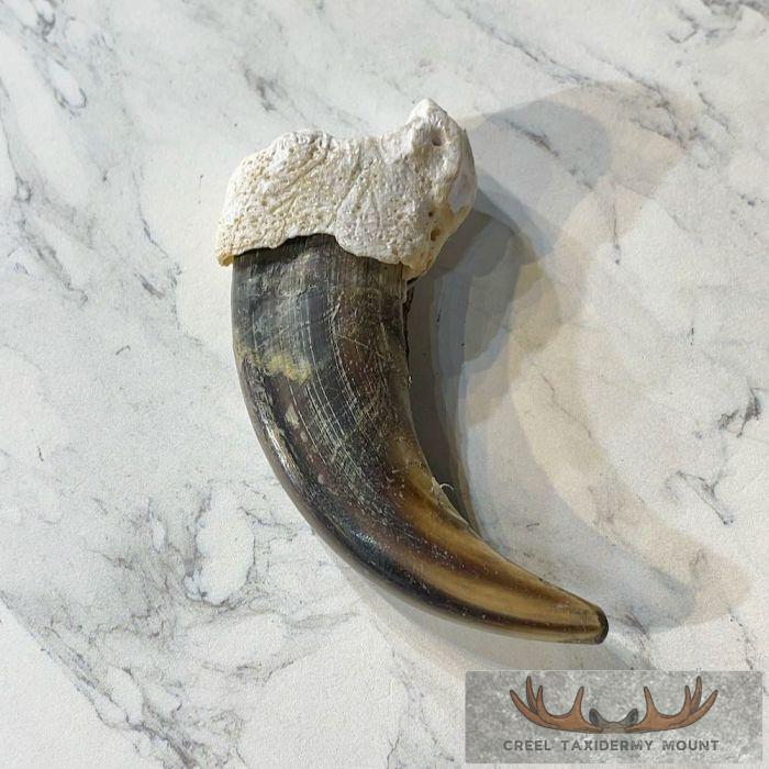 Grizzly Bear Claw Taxidermy For Sale - Image 5