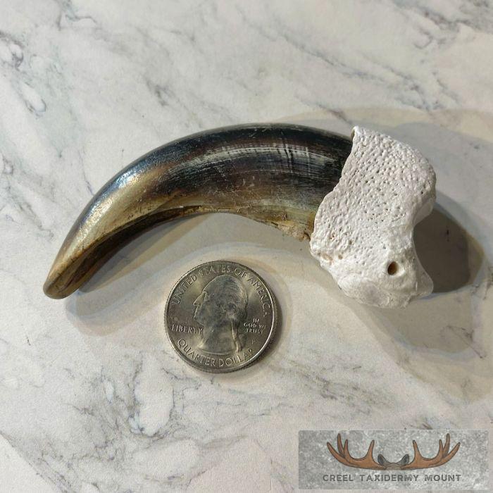 Grizzly Bear Claw Taxidermy For Sale - Image 2