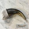 Grizzly Bear Claw Taxidermy For Sale - Image 3