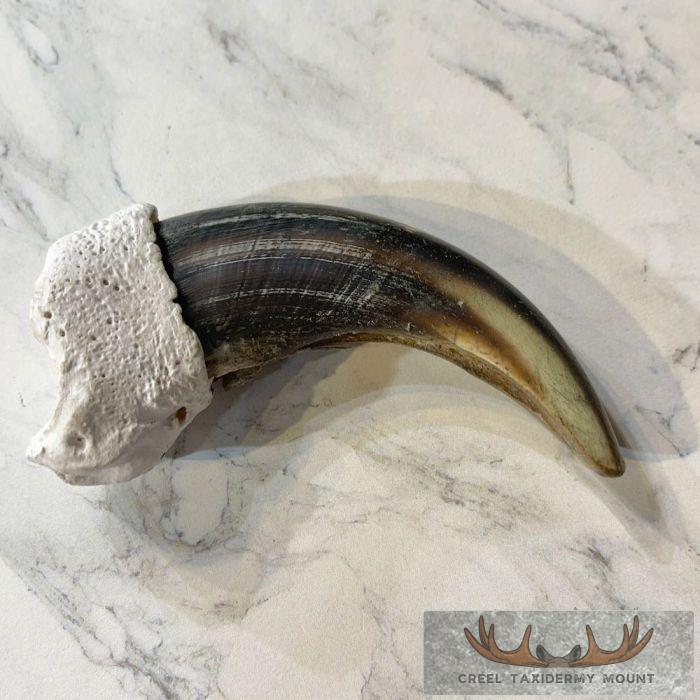 Grizzly Bear Claw Taxidermy For Sale - Image 3