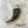 Grizzly Bear Claw Taxidermy For Sale - Image 4