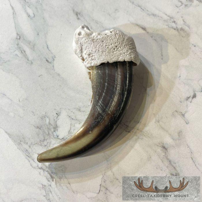 Grizzly Bear Claw Taxidermy For Sale - Image 4